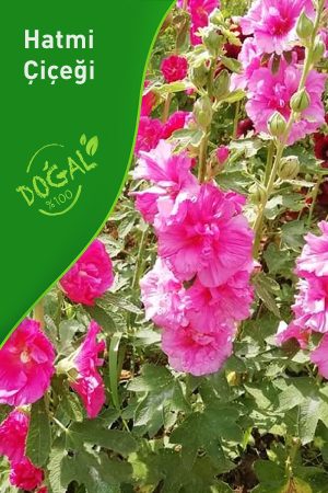 Hatmi Çiçeği